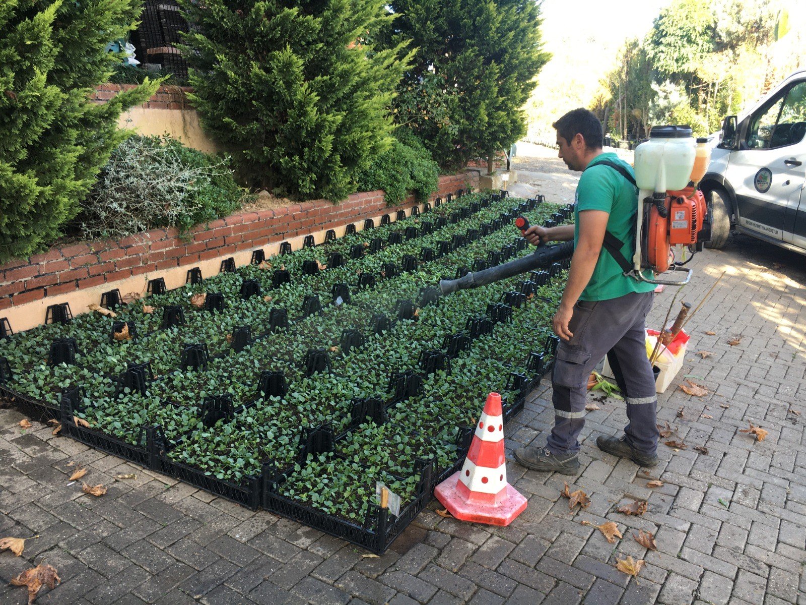 350 bin çiçek toprakla buluştu - 11