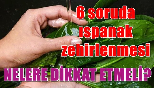 6 soruda ıspanak zehirlenmesi