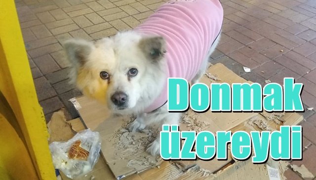 Köpeğe esnaftan şefkat eli