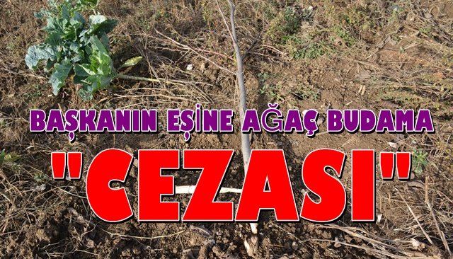 Başkana kızıp eşinin bahçesine zarar verdiler