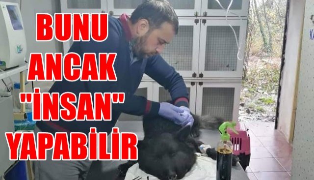 Boynuna lastik bağlanan köpek ölüme terk edildi