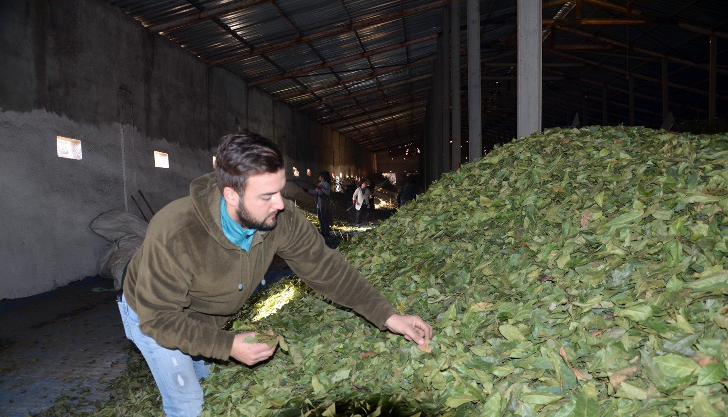 Dünyaya defneyaprağı ihracatı yapıyor - 1