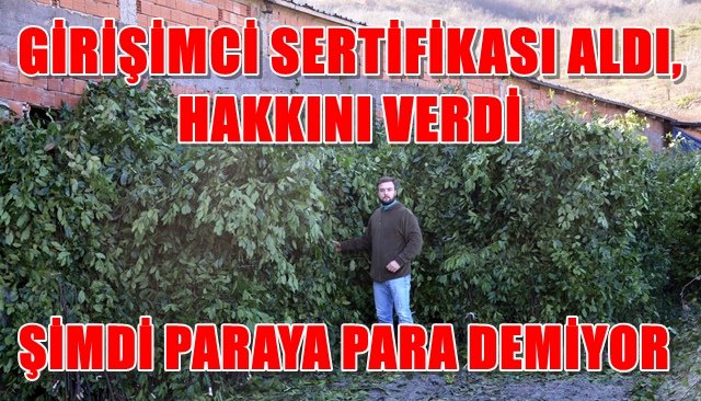 Dünyaya defneyaprağı ihracatı yapıyor