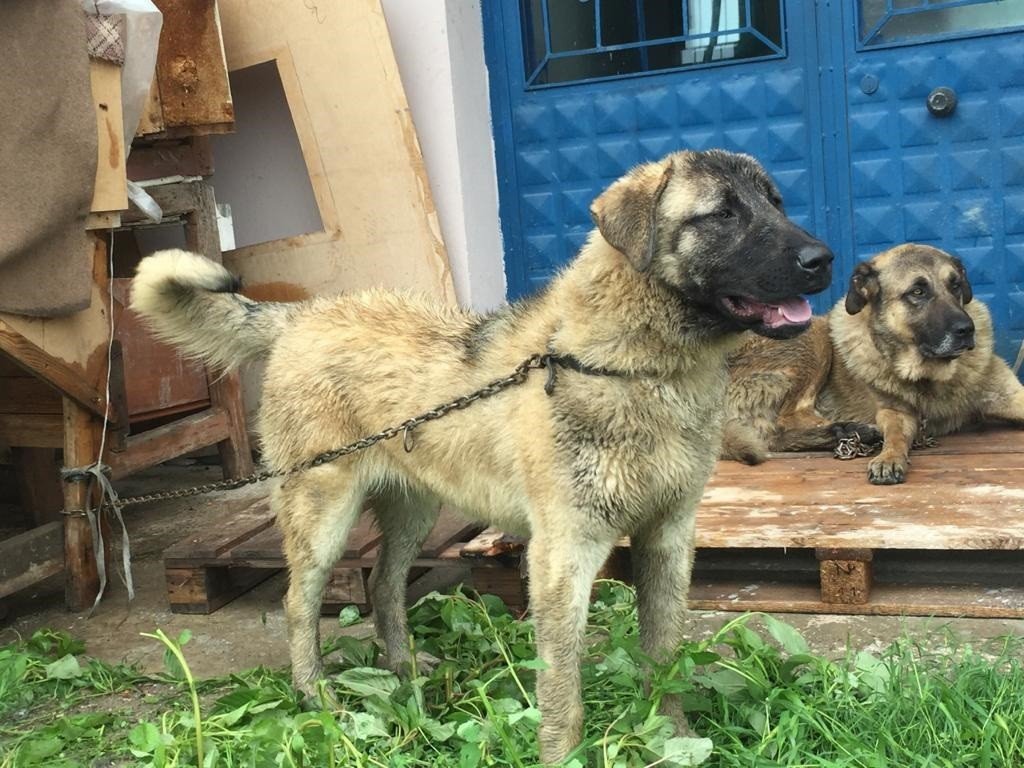 Sahipli köpeği av tüfeğiyle öldürdüler - 1