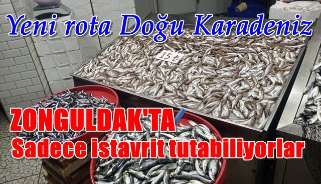 Zonguldaklı balıkçıların yeni rotası Doğu Karadeniz