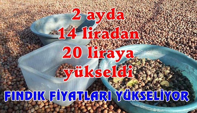 FINDIK FİYATLARINDA YÜKSELİŞ SÜRÜYOR