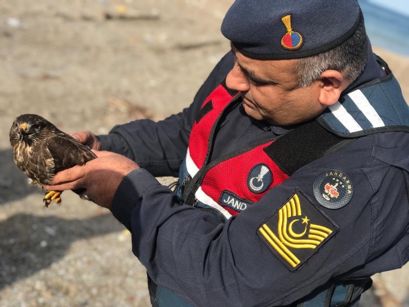 Yaralı doğan koruma altına alındı - 1