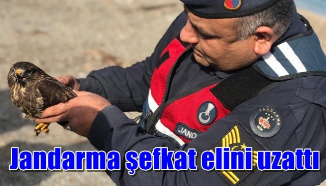 Yaralı doğan koruma altına alındı