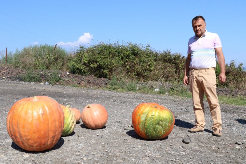 60 kiloluk kabak görenleri şaşırtıyor - 1