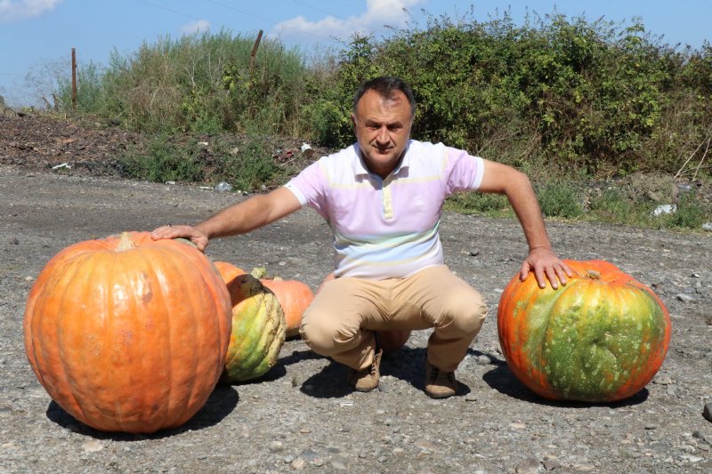 60 kiloluk kabak görenleri şaşırtıyor - 2