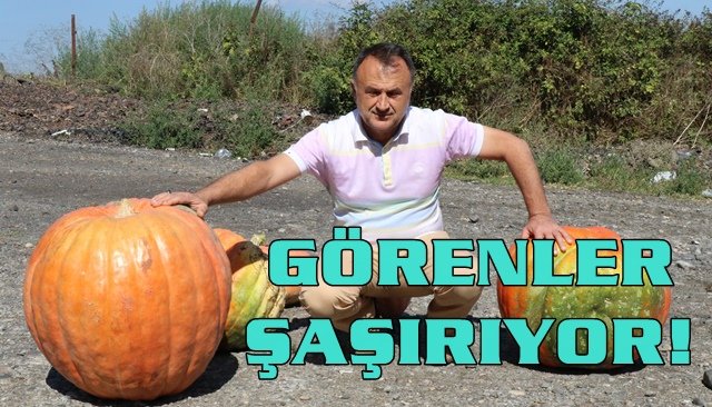 60 kiloluk kabak görenleri şaşırtıyor