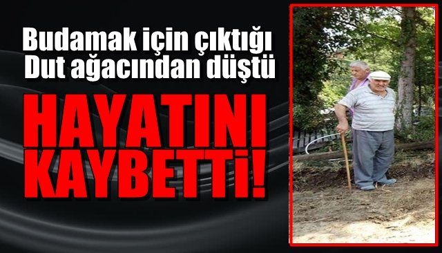 Dut ağacından düşen yaşlı adam hayatını kaybetti