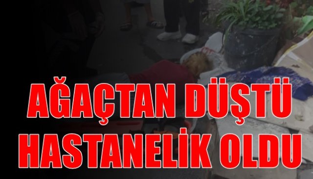  Elma toplarken ağaçtan düşüp hastanelik oldu