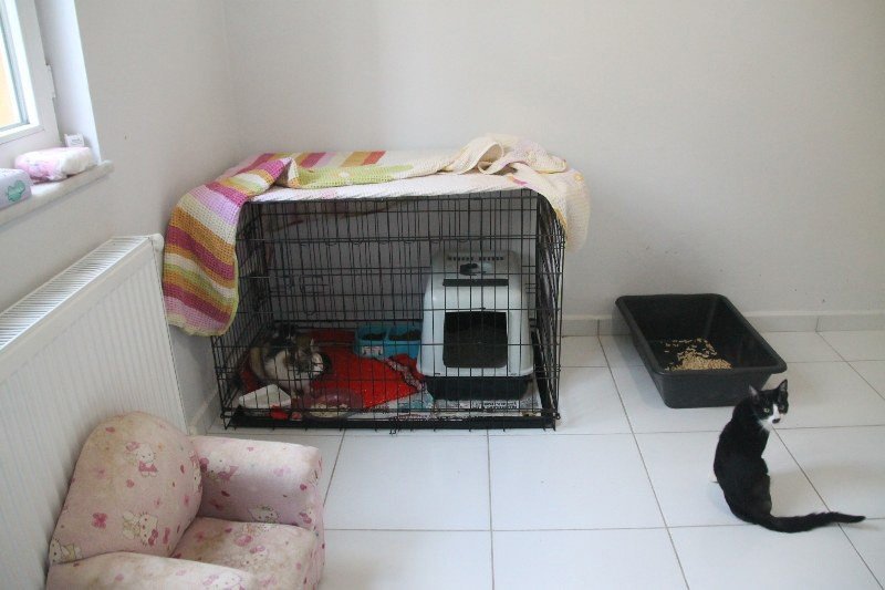 HAYVANLARA KÖTÜ MUAMELE SUÇ OLMALIDIR! - 5