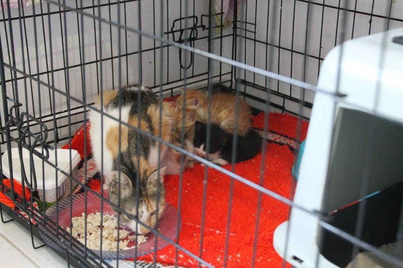 HAYVANLARA KÖTÜ MUAMELE SUÇ OLMALIDIR! - 7