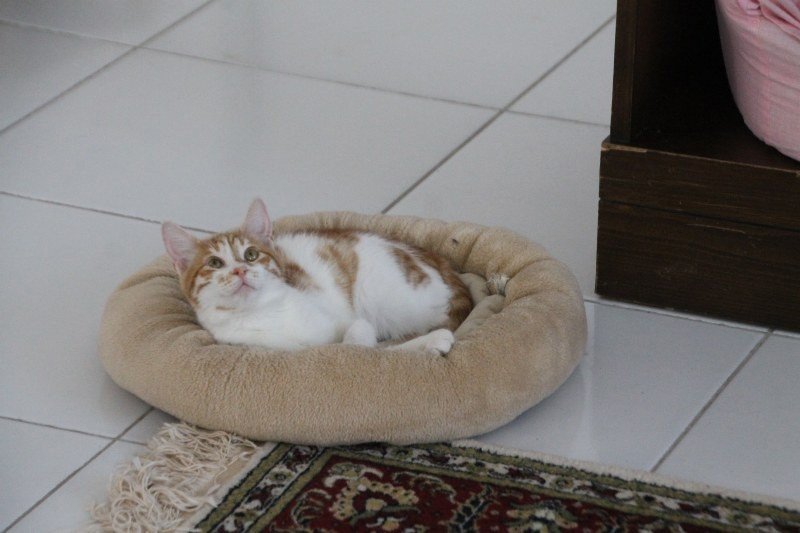 HAYVANLARA KÖTÜ MUAMELE SUÇ OLMALIDIR! - 4