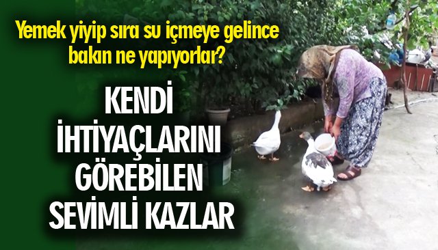 KENDİ İHTİYAÇLARINI GÖREBİLEN SEVİMLİ KAZLAR