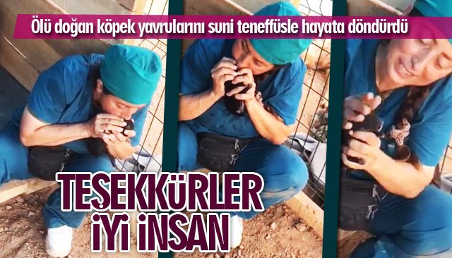 Ölü doğan köpek yavrularını suni teneffüsle hayata döndürdü