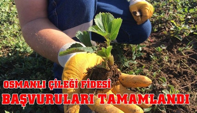 OSMANLI ÇİLEĞİ FİDESİ BAŞVURULARI TAMAMLANDI