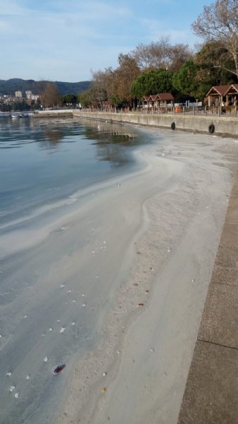 DENİZDEKİ BEYAZ TABAKA VE KOKUNUN NEDENİ NE? - 1