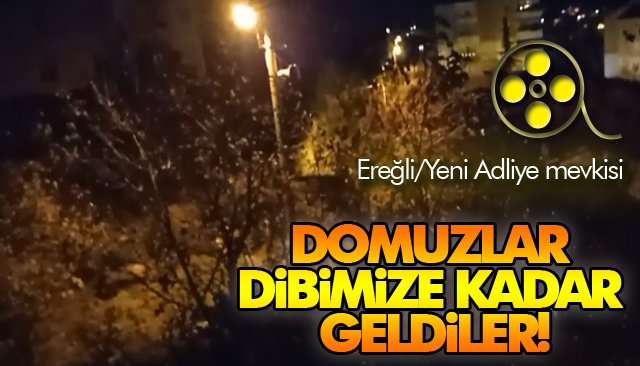 DOMUZLAR, DİBİMİZE KADAR GELDİLER!