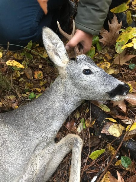 KÖPEKLERLER SALDIRDI  - 2