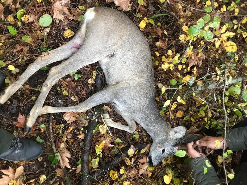 KÖPEKLERLER SALDIRDI  - 3