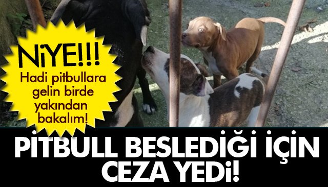 SORU ŞU: PİTBULL MU KÖTÜ YOKSA İNSAN MI?