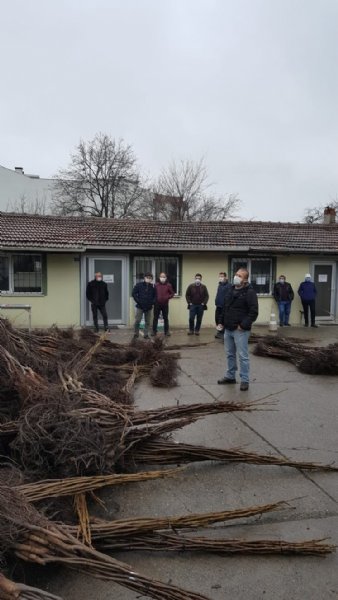    HANDLER CİNSİ CEVİZ FİDANLARININ DAĞITIMI YAPILDI - 2