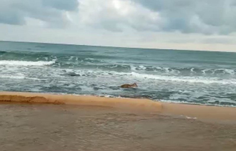 KARACA İÇİN SEFERBER OLDULAR… - 4