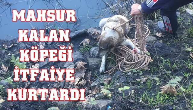 MAHSUR KALAN KÖPEĞİ İTFAİYE KURTARDI