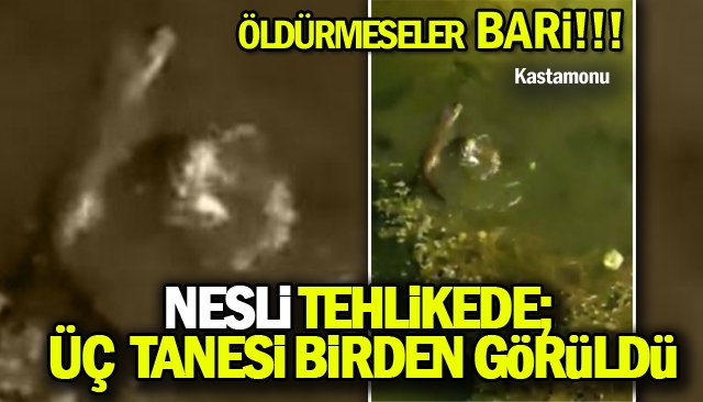 NESLİ TEHLİKEDE; ÜÇ TANESİ BİRDEN GÖRÜLDÜ 