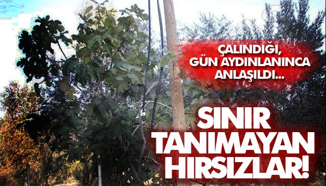 SINIR TANIMAYAN HIRSIZLAR!