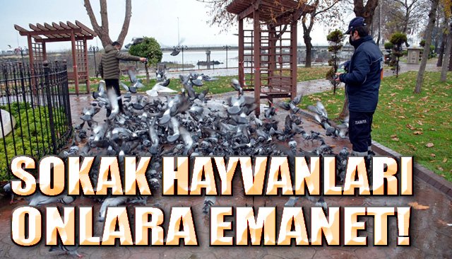 Sokak Hayvanlarına Zabıta sahip çıktı...