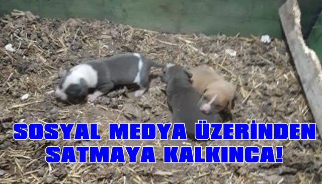 SOSYAL MEDYA ÜZERİNDEN SATMAYA KALKINCA!