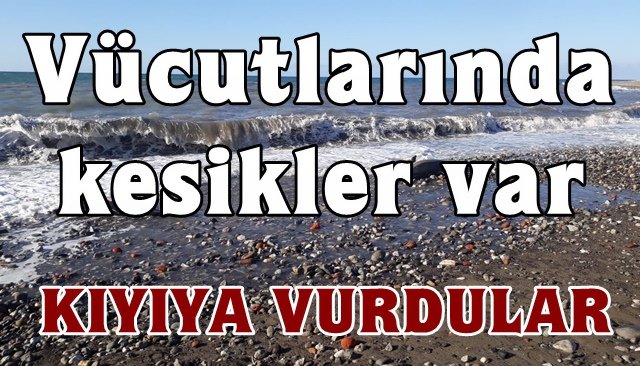 Ölü yunuslar kıyıya vurdu