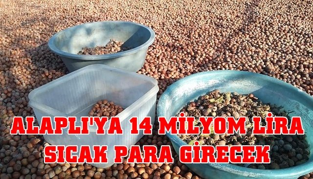 Alaplı´ya 14 Milyon lira Fındık destek parası