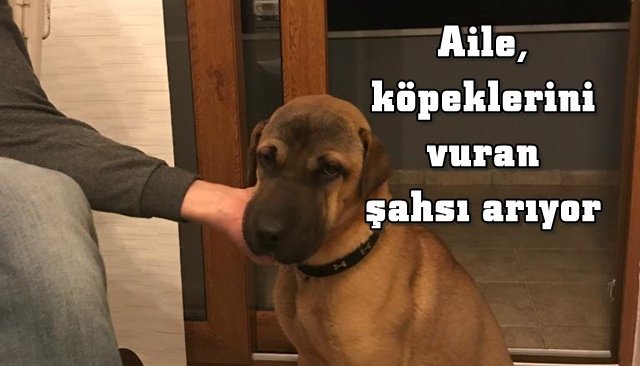 Av tüfeğiyle vurulmuş...