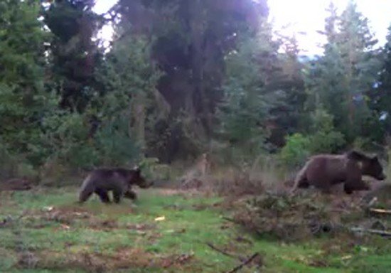 AYILAR, BİR BİR UYANIYOR - 1