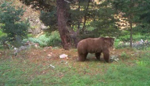 AYILAR, BİR BİR UYANIYOR - 2