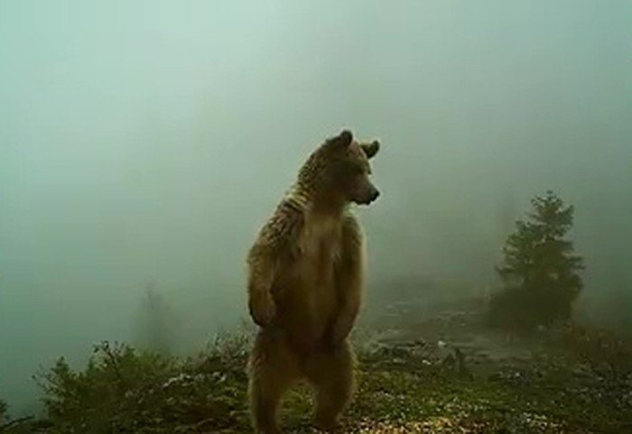 AYILAR, BİR BİR UYANIYOR - 3