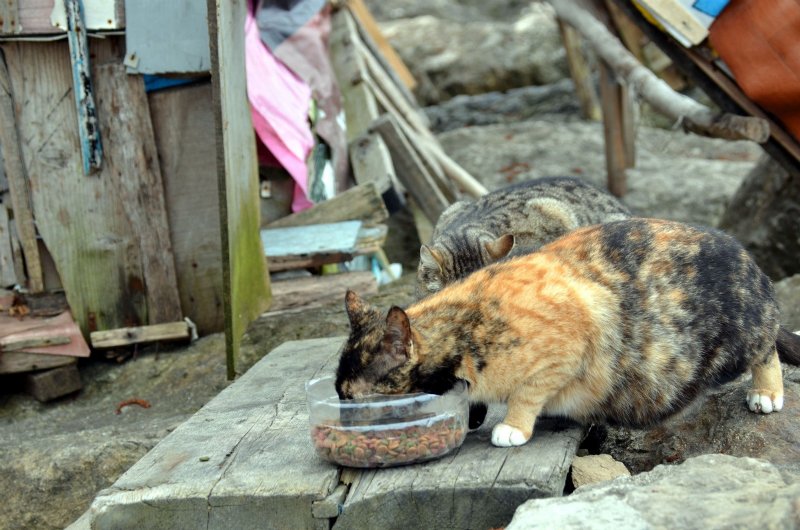 Kedilerin bakımını belediye üstlendi - 1