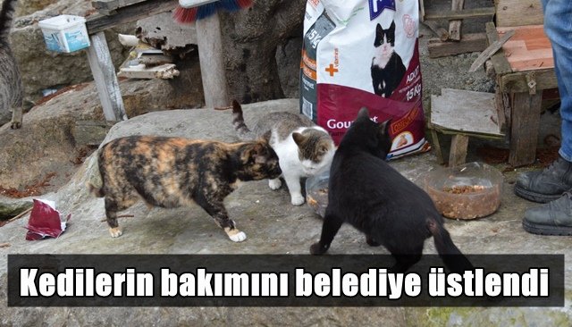 Kedilerin bakımını belediye üstlendi