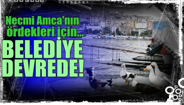 NECMİ AMCA’NIN ÖRDEKLERİNE BELEDİYE BAKIYOR