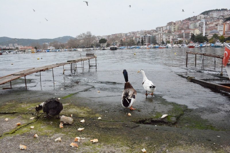 NECMİ AMCA’NIN ÖRDEKLERİNE BELEDİYE BAKIYOR - 1