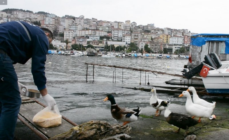 NECMİ AMCA’NIN ÖRDEKLERİNE BELEDİYE BAKIYOR - 4