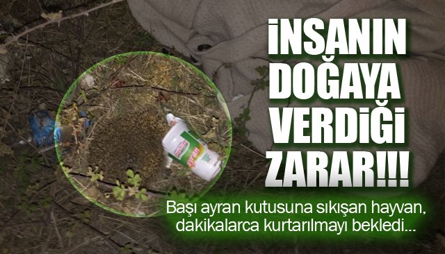 Başı ayran kutusuna sıkışan kirpiyi veteriner kurtardı