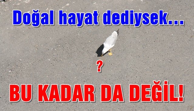 KEDİLER İŞSİZ KALABİLİR!