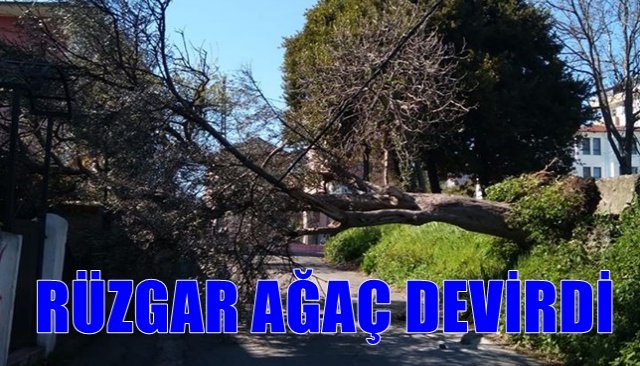 RÜZGAR AĞAÇ DEVİRDİ