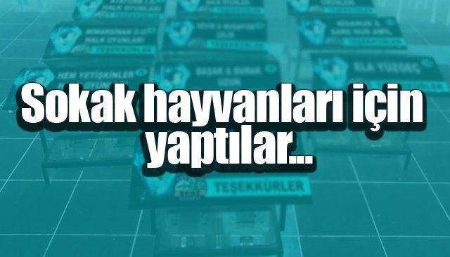 Sokak hayvanları için aş evleri yapıldı 